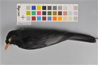 藏品(紅嘴黑鵯)的圖片